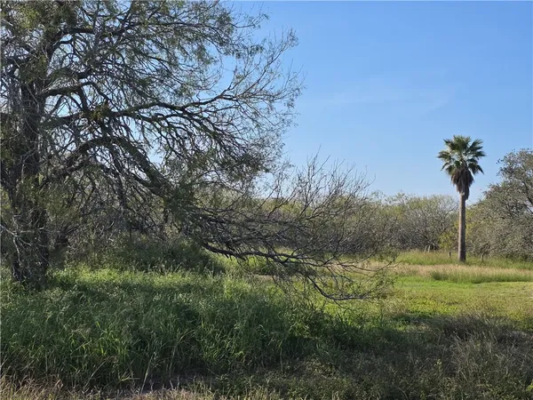 a view of a yard with a tree