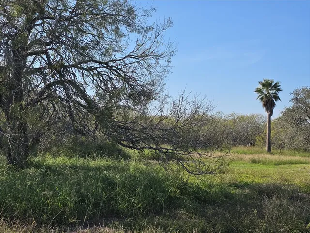 a view of a yard with a tree