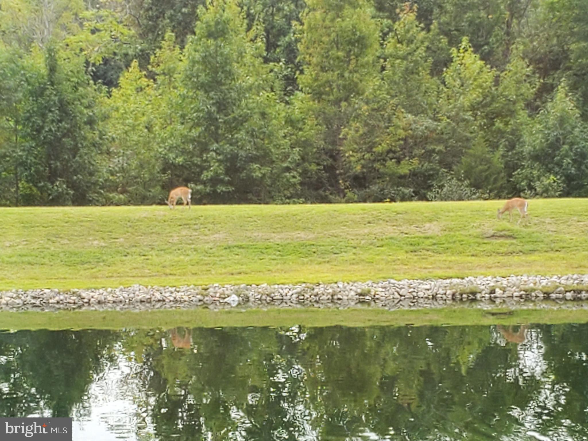 124 Somerfield Road Swedesboro, NJ 08085 - Photo 27 of 37 Views of Wildlife
