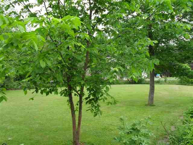 372 Shufelt Road Schodack, NY 12123 - Photo 3 of 12 Photo 3