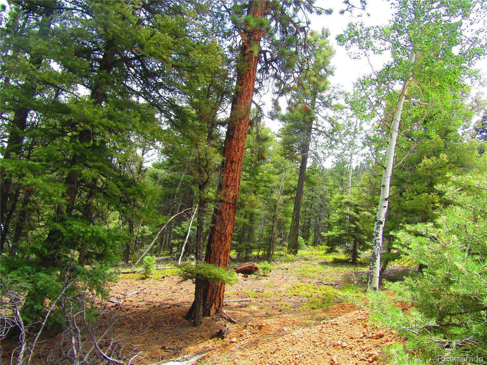 Lot 6028 Spruce Roads San Luis, CO 81152 - Photo 4 of 13