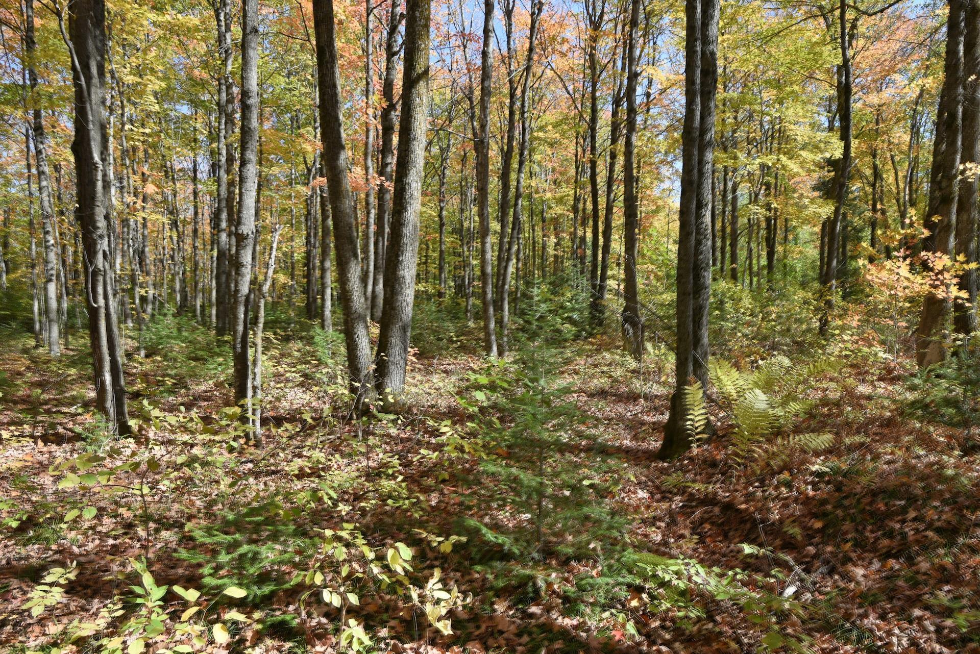 77942 County Line Road Mellen, WI 54546 - Photo 26 of 38