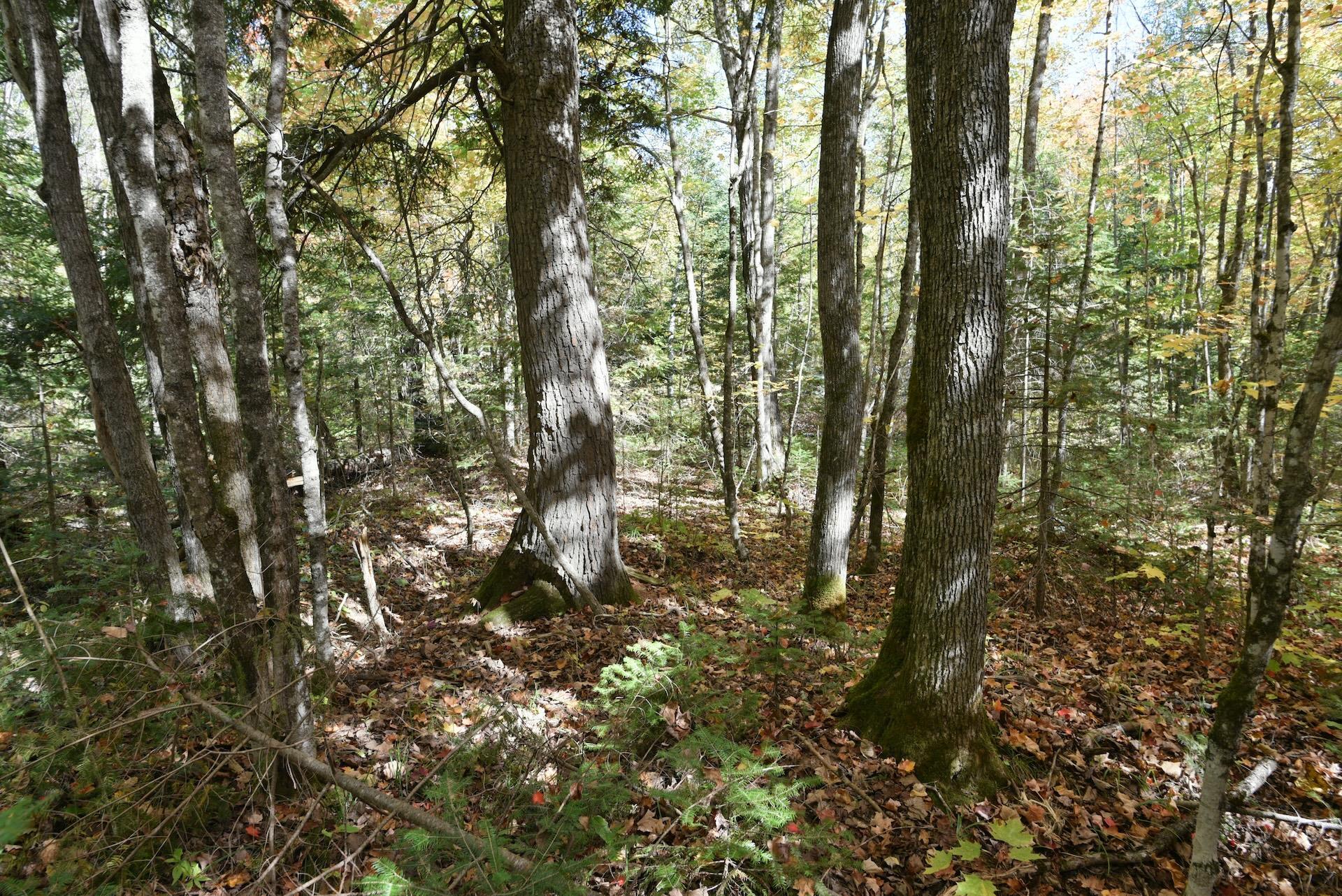 77942 County Line Road Mellen, WI 54546 - Photo 30 of 38