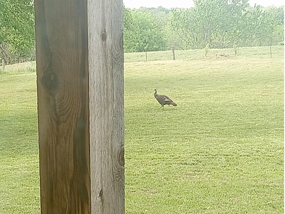 720 Southwest 800th Road Chilhowee, MO 64733 - Photo 60 of 64