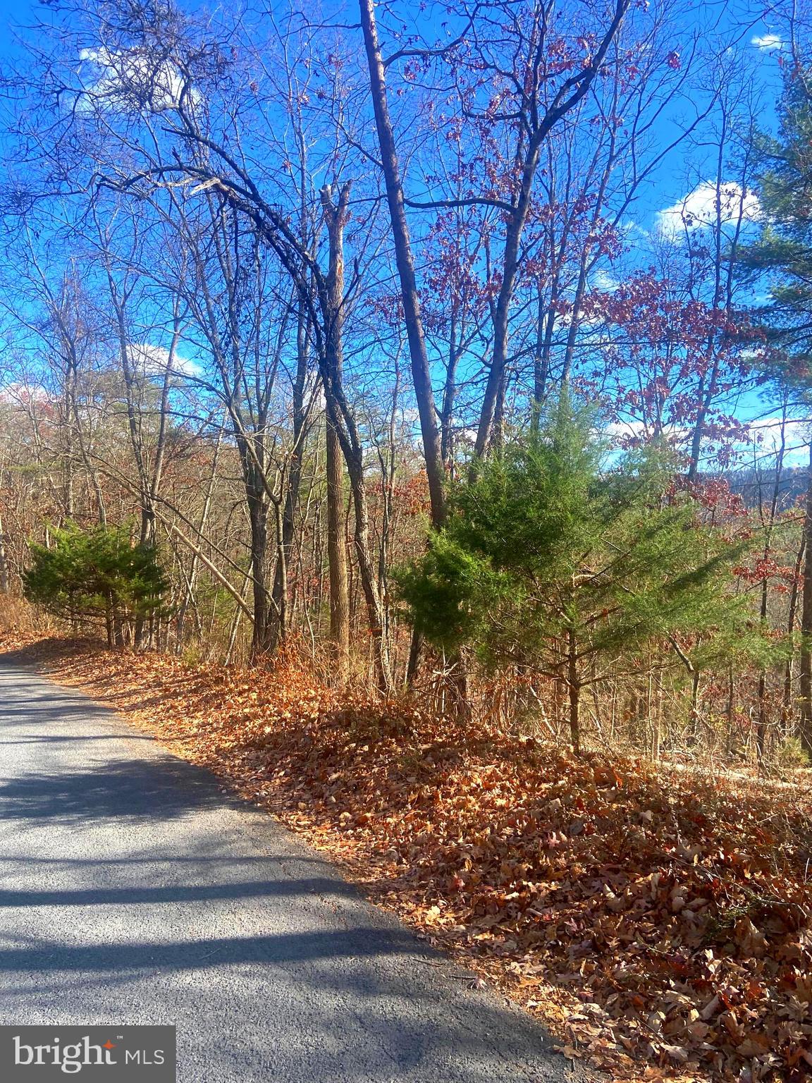 a view of yard and tree