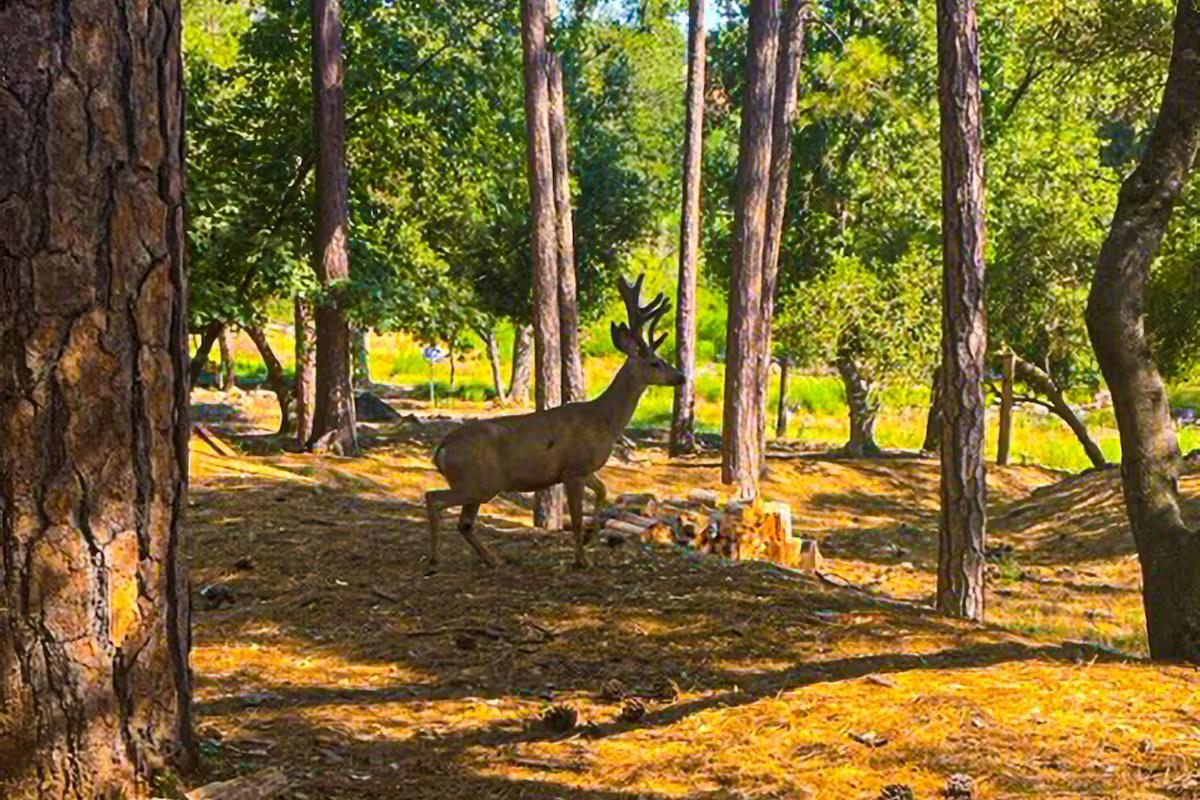 19385 Ferretti Road Groveland, CA 95321 - Photo 47 of 47 View of property's community