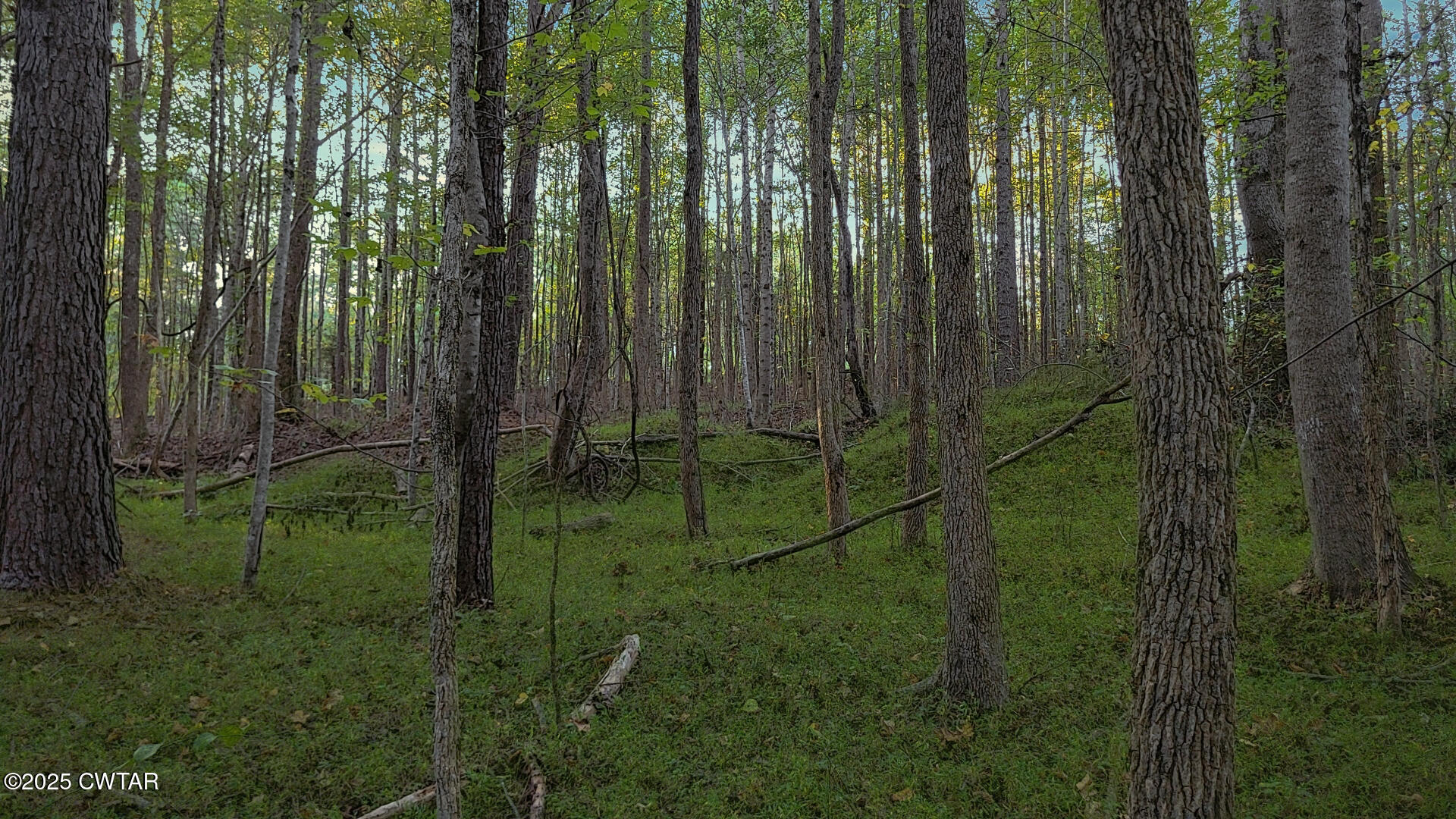 1 Falcon View Road Cedar Grove, TN 38321 - Photo 7 of 9 a view of a backyard