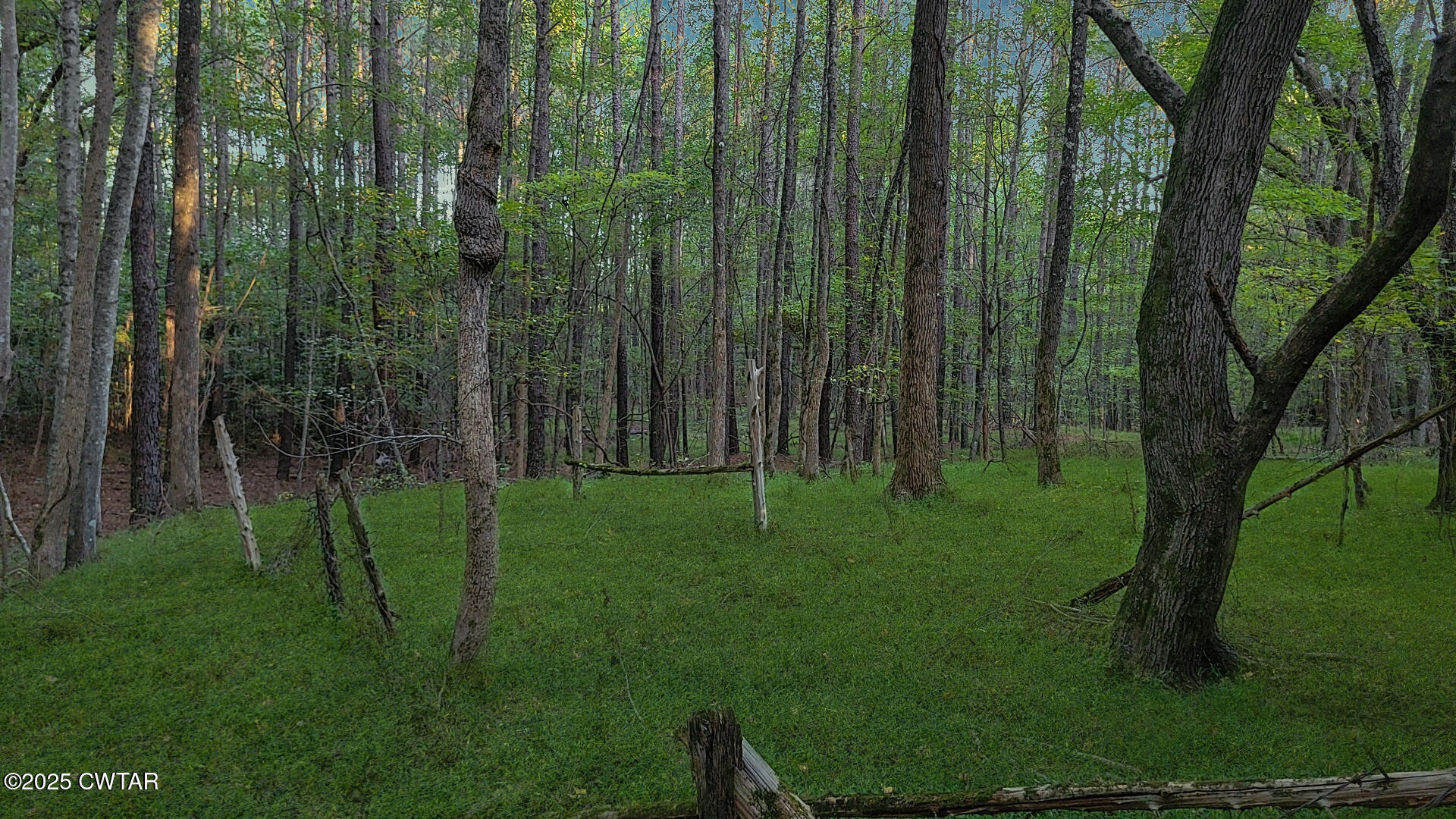 1 Falcon View Road Cedar Grove, TN 38321 - Photo 9 of 9 a view of a lush green forest