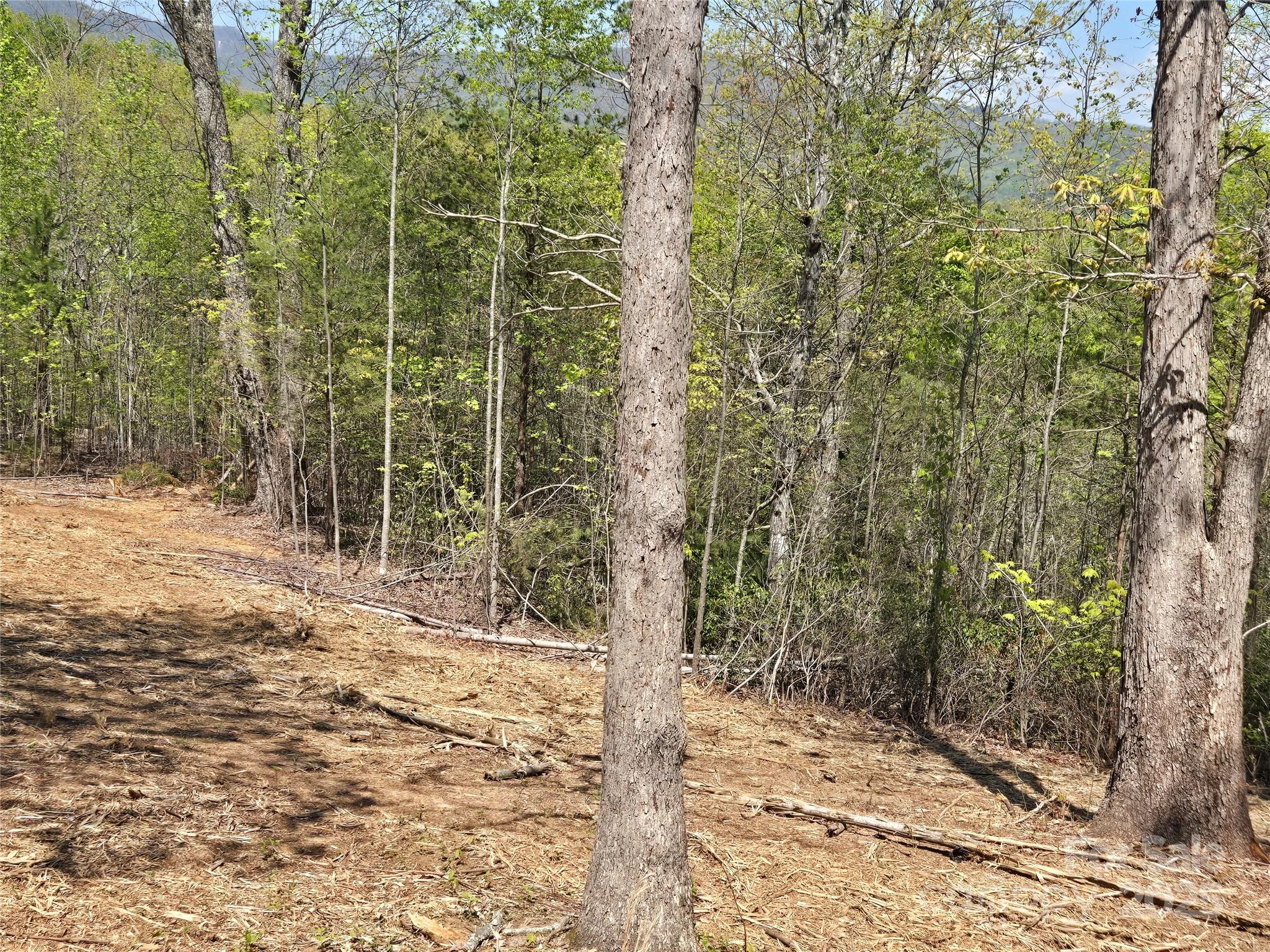 Lot 34 High Rock Ridge Lake Lure, NC 28746 - Photo 7 of 21 a view of a forest with trees