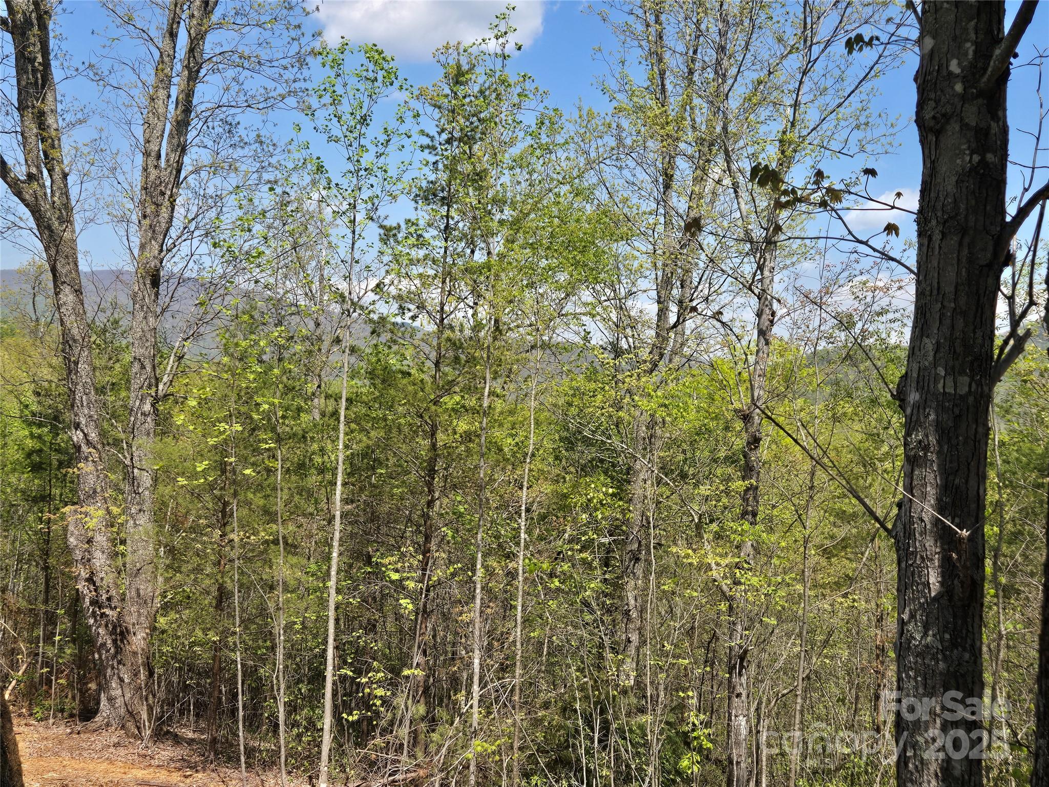 Lot 34 High Rock Ridge Lake Lure, NC 28746 - Photo 8 of 21 a view of a yard with plants and trees