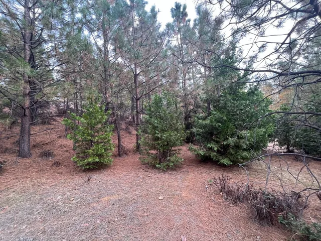 a big yard with lots of green space and plants