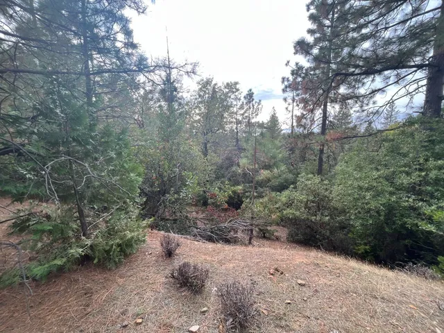 a view of a forest with trees