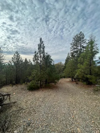 a view of a forest with trees in the background