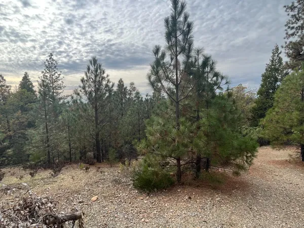 a view of a forest with trees in the background