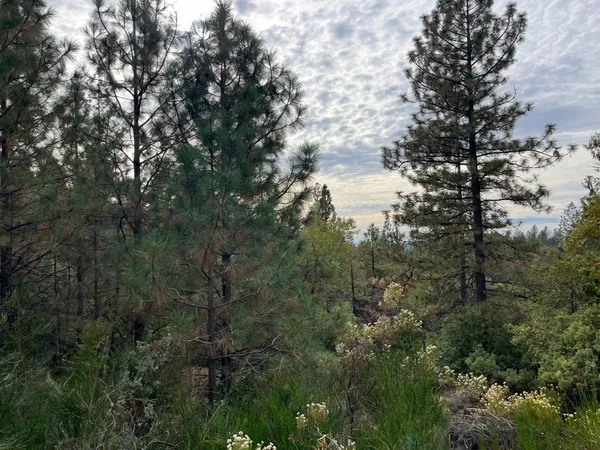 a view of a tree in a forest