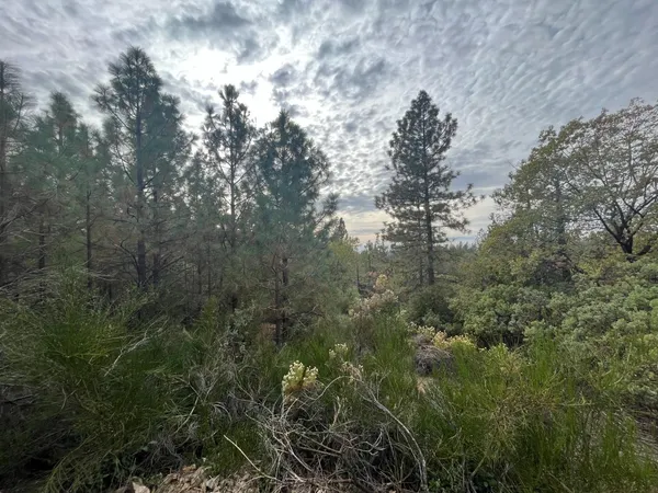 a view of a forest with a tree