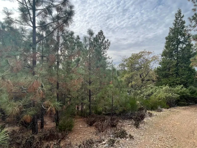 a view of a forest with trees in the background