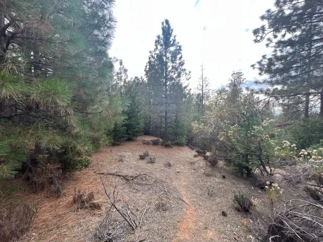 a view of a forest with trees in the background