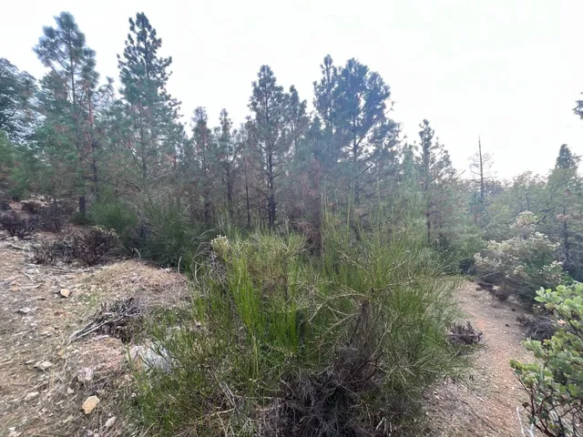 a view of a forest with trees