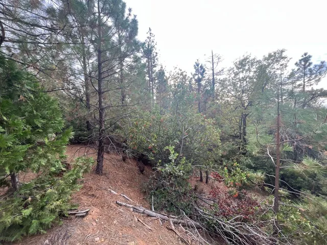 a view of a forest with trees