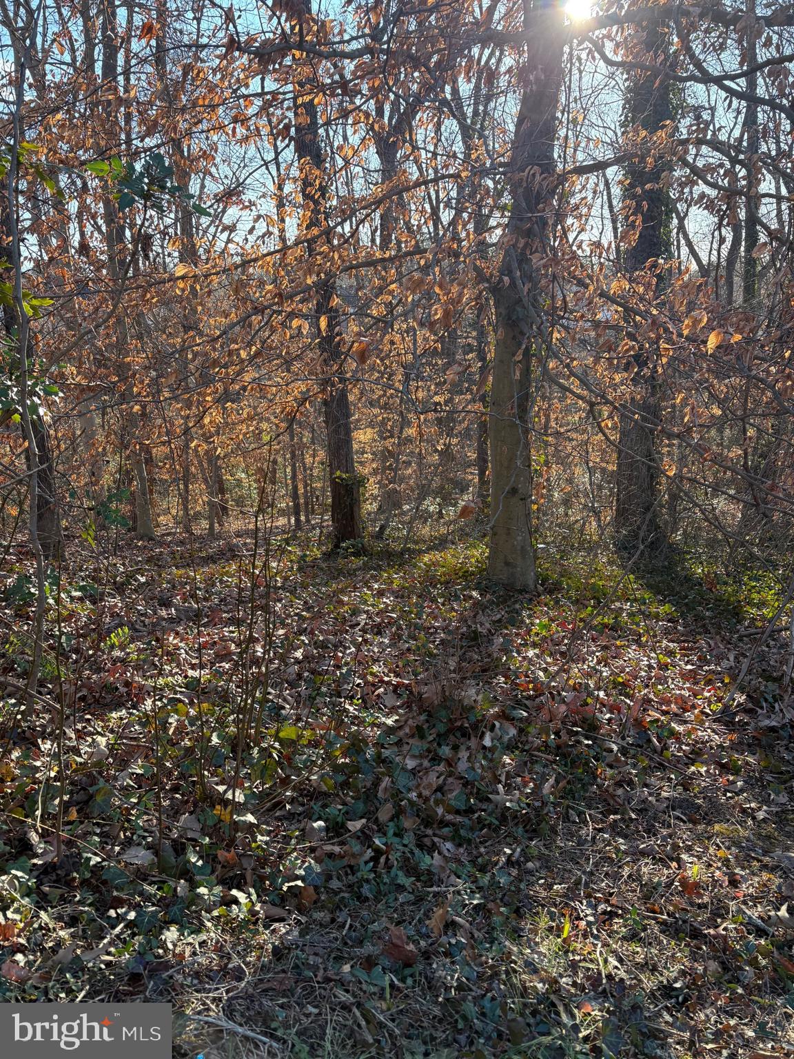 28 Ridgemore Circle Fredericksburg, VA 22405 - Photo 25 of 32 Wooded lot backs to creek
