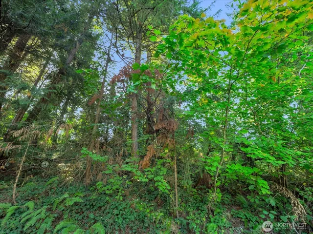 a view of a lush green forest