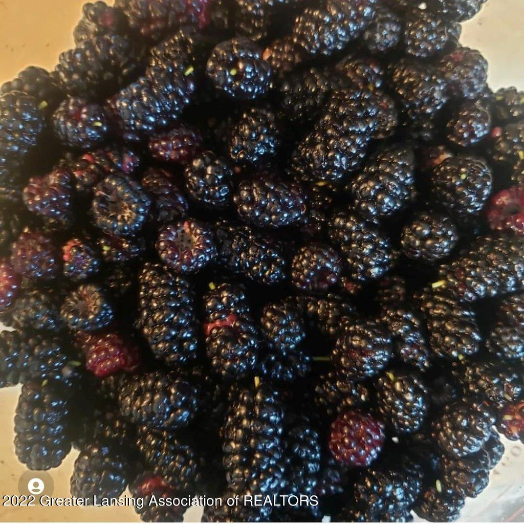 9525 East Walker Road Ovid, MI 48866 - Photo 31 of 33 35-Fresh Blackberries
