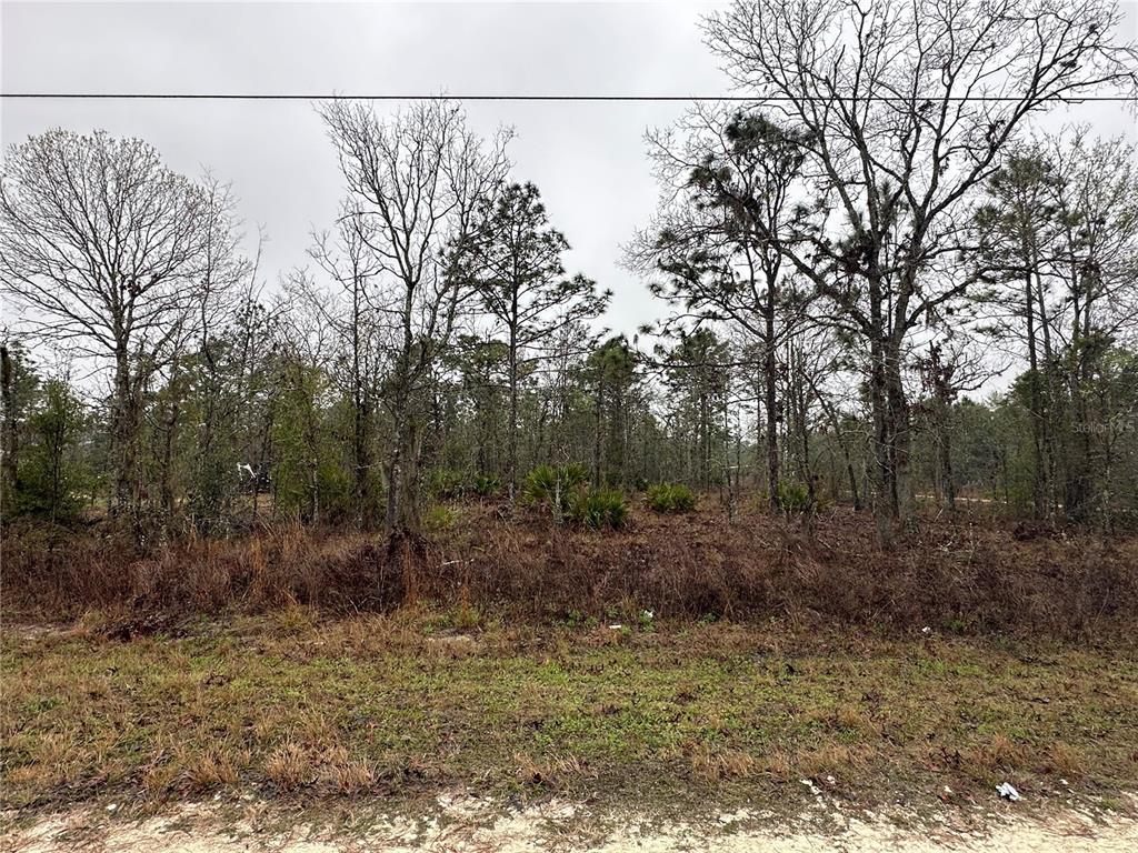 16419 Crane Road Weeki Wachee, FL 34614 - Photo 1 of 1 a view of a yard with lots of trees