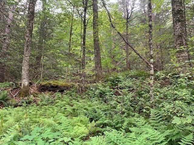 289 Monterey Road Otis, MA 01253 - Photo 12 of 42 a view of a forest with trees