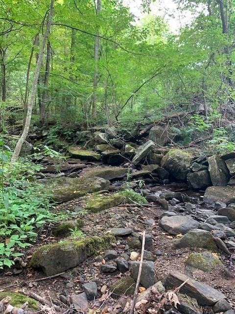 289 Monterey Road Otis, MA 01253 - Photo 13 of 42 a view of a green field with lots of bushes