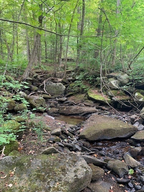 289 Monterey Road Otis, MA 01253 - Photo 15 of 42 a view of a forest with a yard
