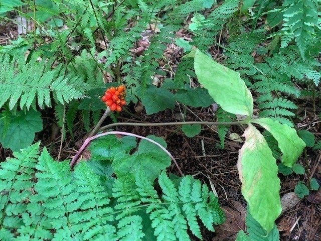 289 Monterey Road Otis, MA 01253 - Photo 16 of 42 a view of a backyard