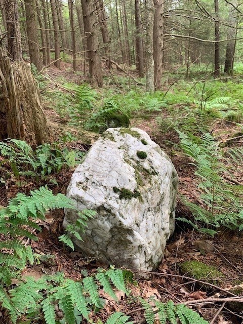 289 Monterey Road Otis, MA 01253 - Photo 17 of 42 a view of a garden with large trees