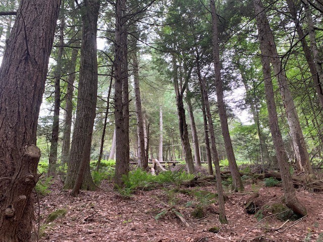 289 Monterey Road Otis, MA 01253 - Photo 18 of 42 a backyard of a house with lots of green space