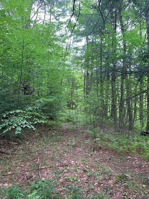 289 Monterey Road Otis, MA 01253 - Photo 19 of 42 a view of a forest that has large trees