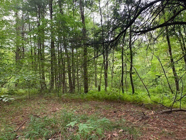 289 Monterey Road Otis, MA 01253 - Photo 20 of 42 a view of outdoor space and trees