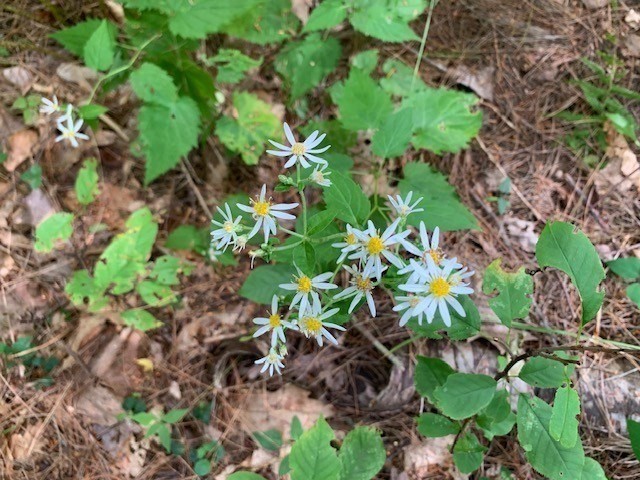 289 Monterey Road Otis, MA 01253 - Photo 21 of 42