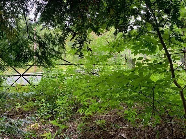 a view of a garden with a bench and trees
