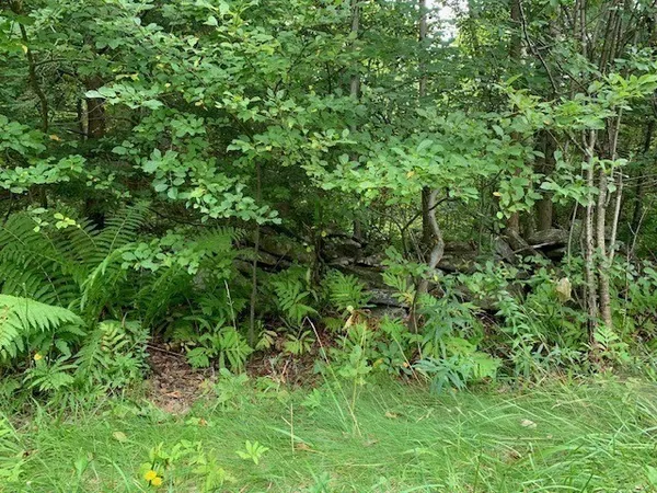 a view of a garden with a tree