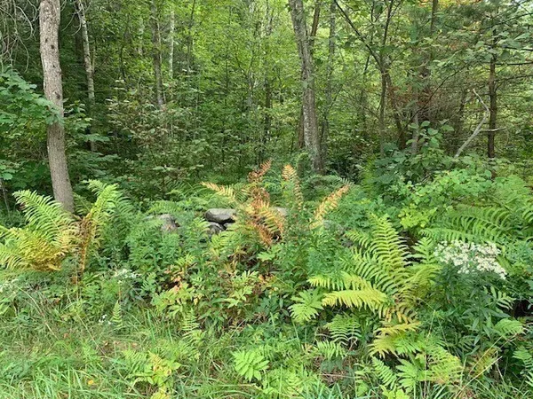a view of a yard
