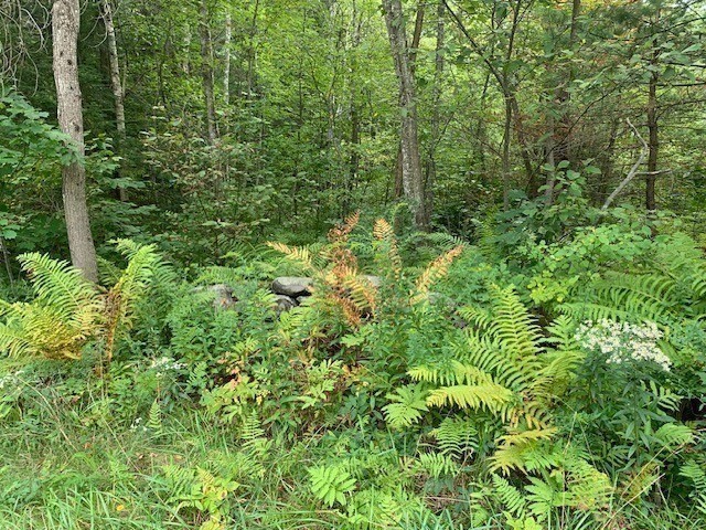 289 Monterey Road Otis, MA 01253 - Photo 26 of 42 a view of a lush green forest