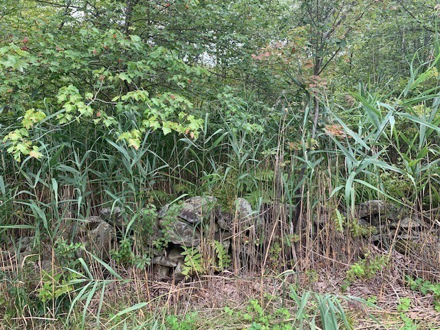 289 Monterey Road Otis, MA 01253 - Photo 27 of 42 a view of a garden with a tree