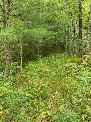 a view of forest