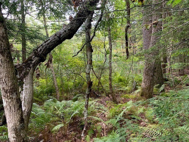289 Monterey Road Otis, MA 01253 - Photo 29 of 42 a view of a yard