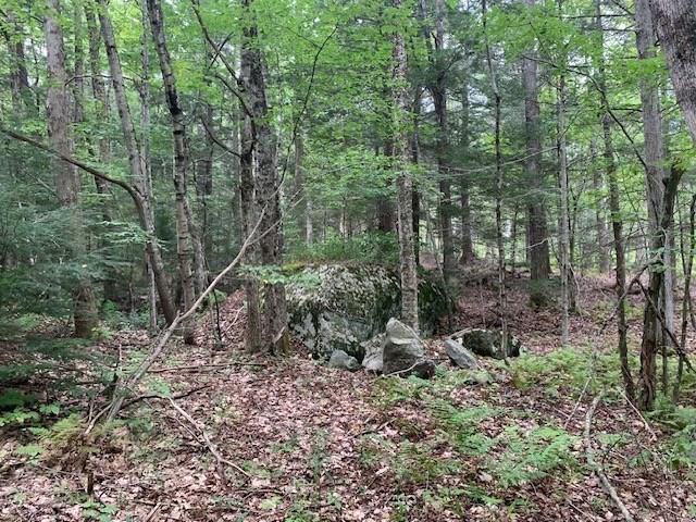 289 Monterey Road Otis, MA 01253 - Photo 30 of 42 a backyard of a house with lots of green space