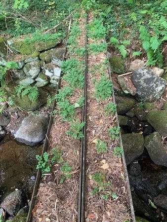a view of a garden with plants