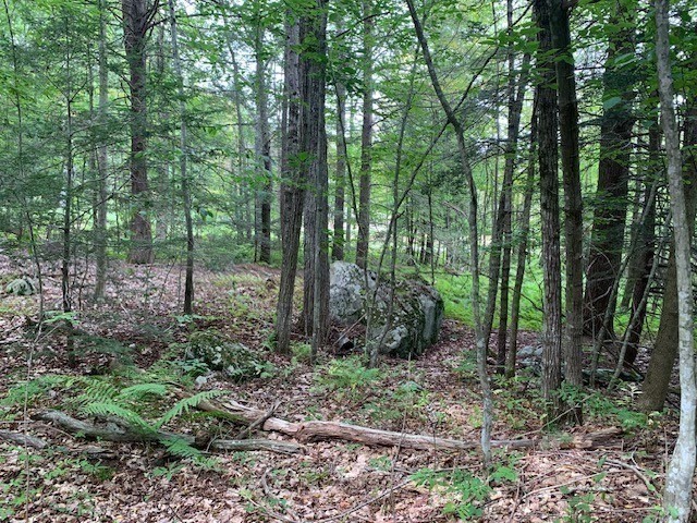 289 Monterey Road Otis, MA 01253 - Photo 31 of 42 a view of forest