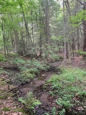 a view of a garden with trees