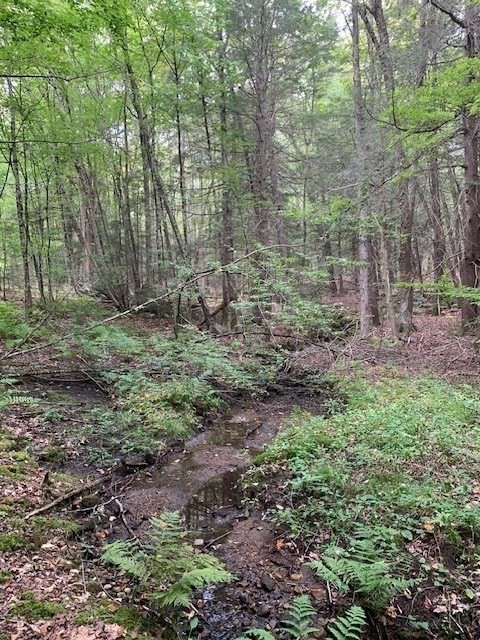 289 Monterey Road Otis, MA 01253 - Photo 32 of 42 a backyard of a house with lots of green space