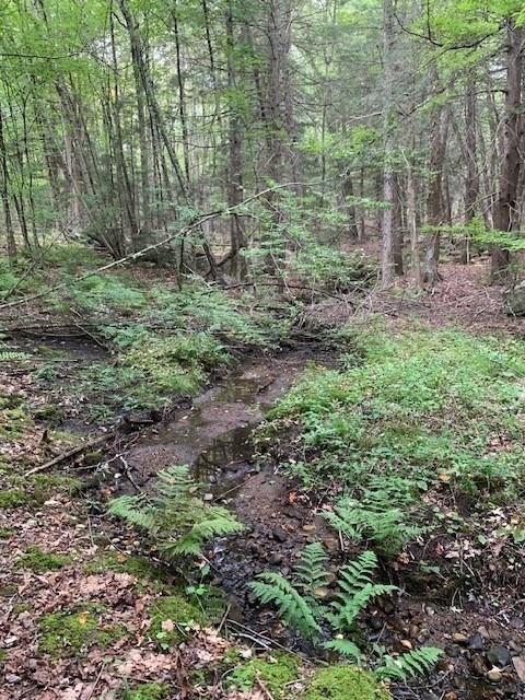 289 Monterey Road Otis, MA 01253 - Photo 33 of 42 a view of a forest that has large trees